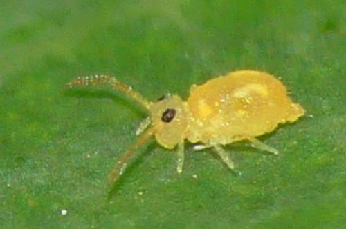 Deuterosminthurus pallipes